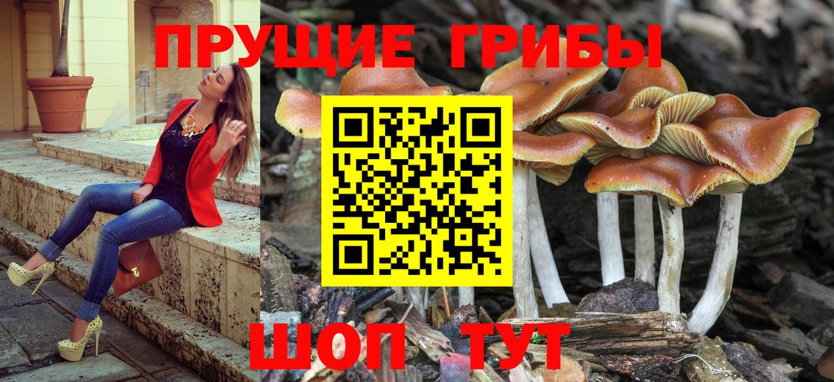 Псилоцибиновые грибы Cubensis Усть-Лабинск